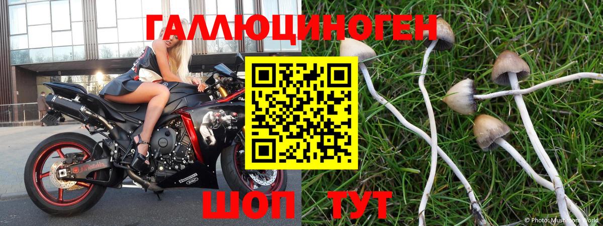 Галлюциногенные грибы Cubensis Приморско-Ахтарск